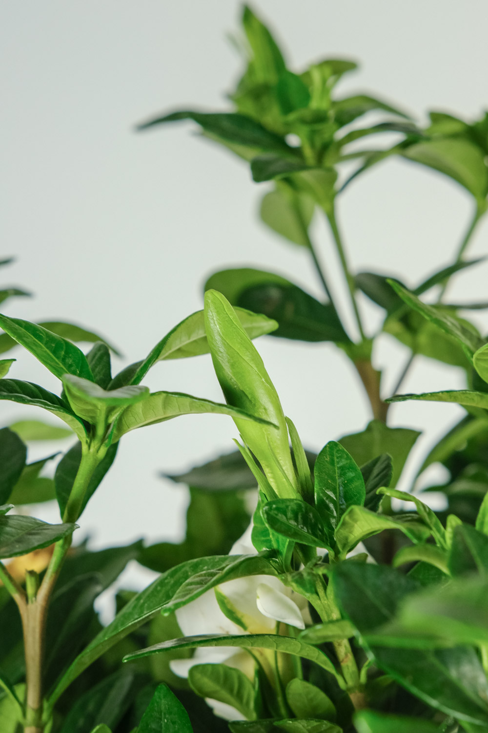 家里养栀子花吉利吗，为啥不吉利