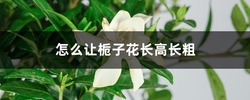 如何让栀子花长高长粗
