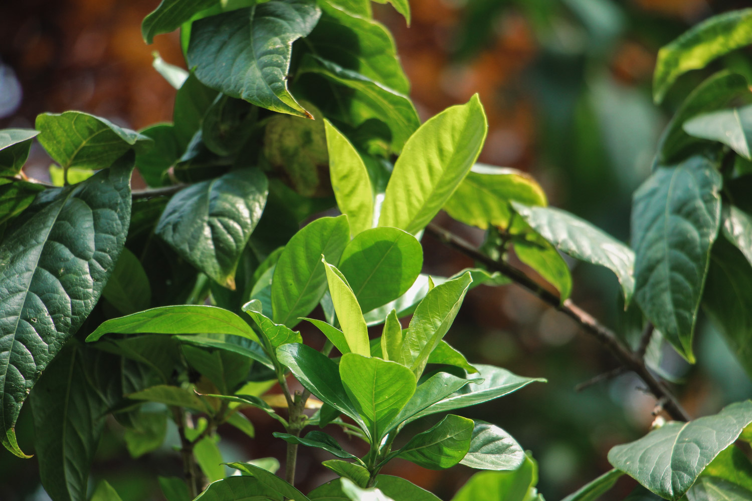 如何让栀子花长高长粗