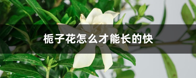 栀子花什么时候生长快，如何才能长的快