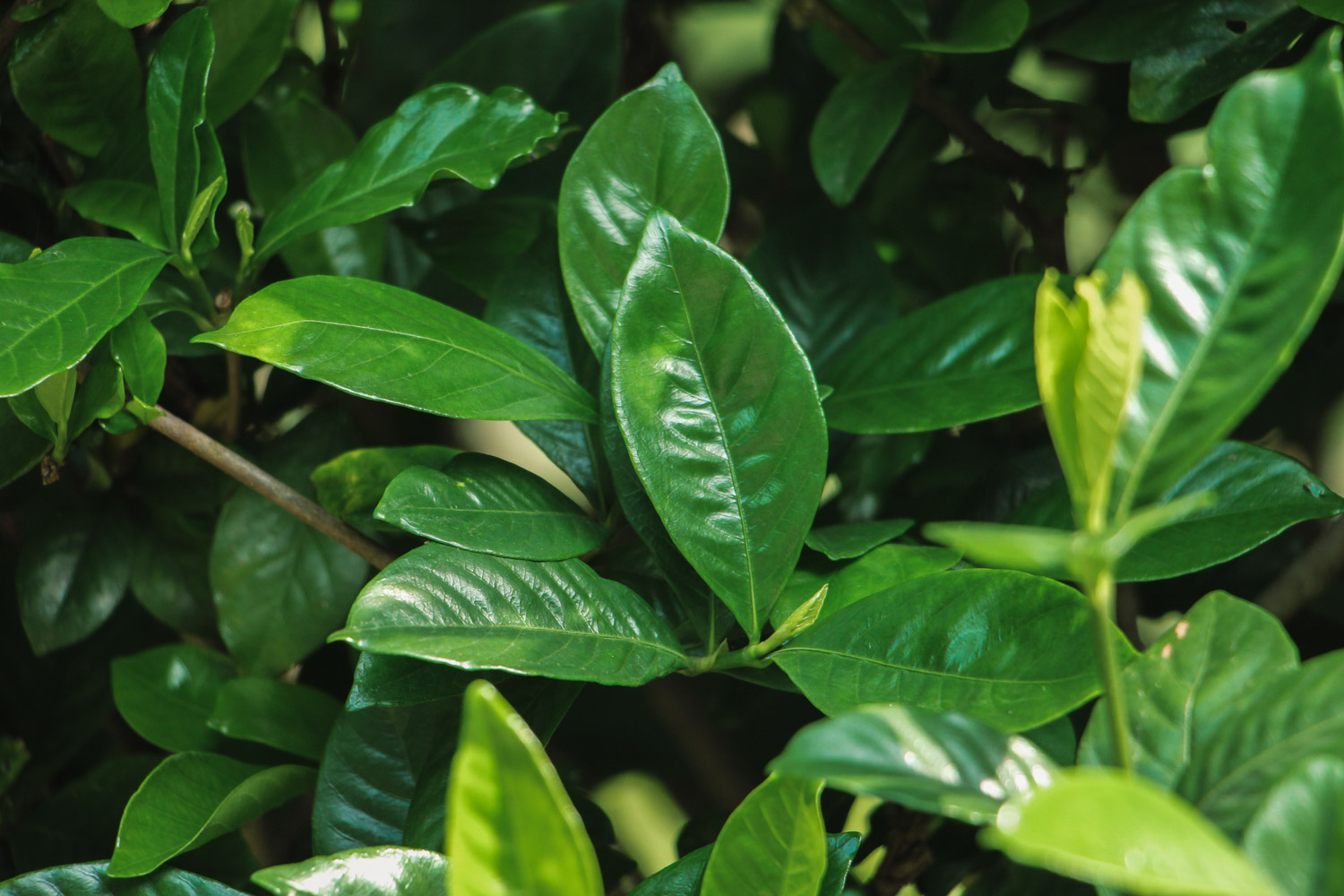 栀子花什么时候生长快，如何才能长的快