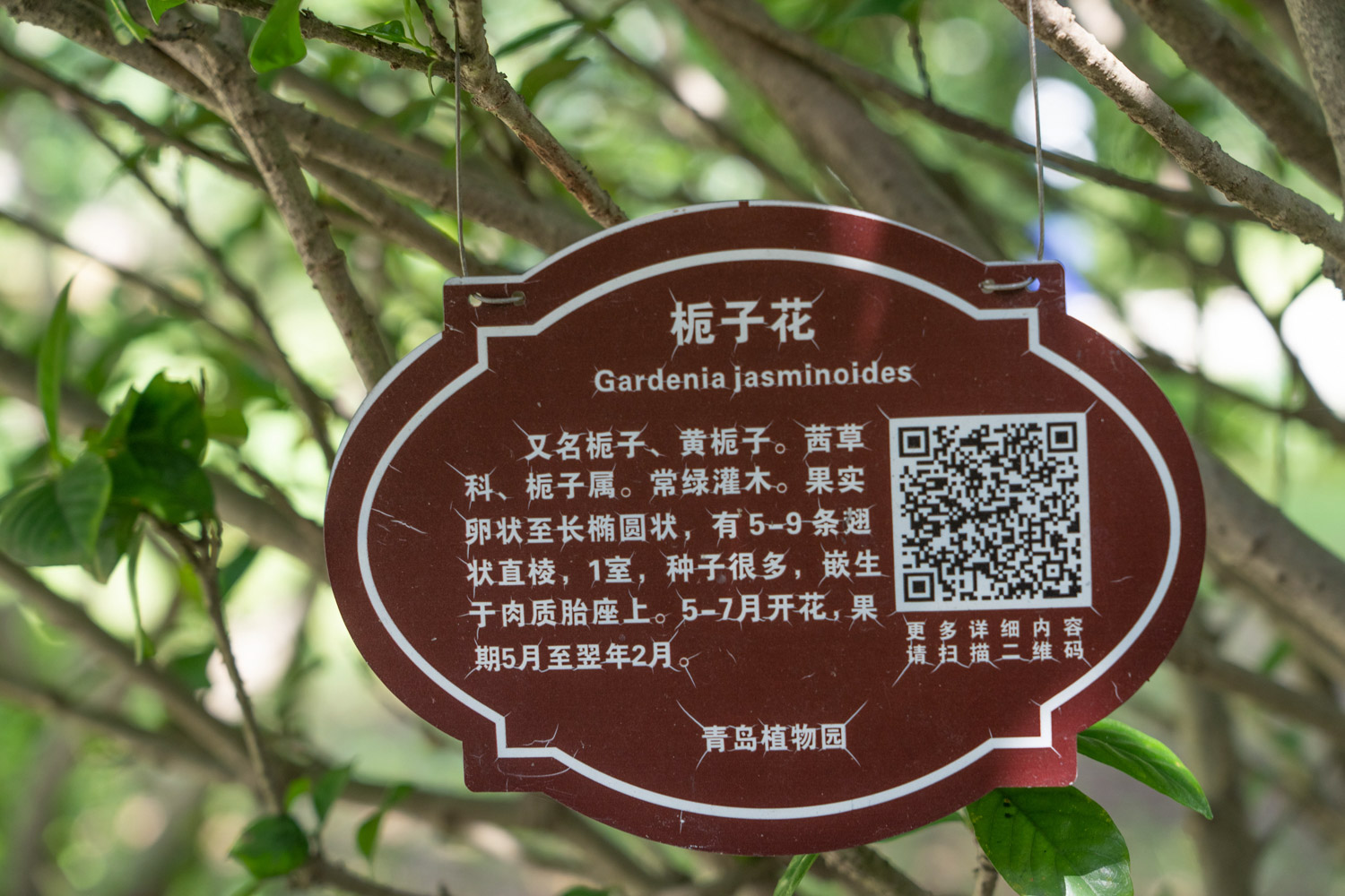 栀子花什么时候生长快，如何才能长的快