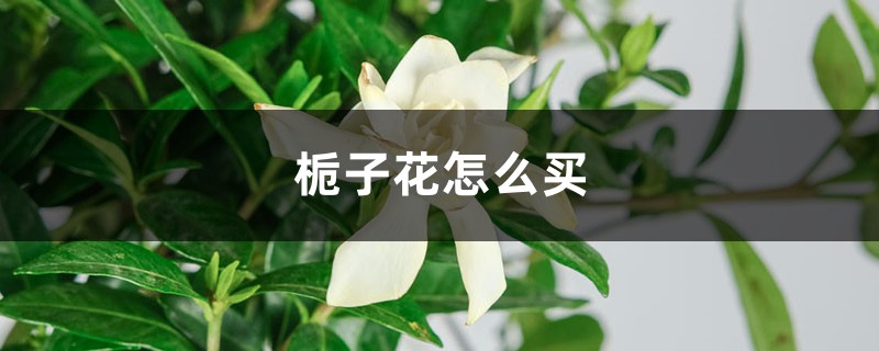 栀子花如何买，买来的栀子花如何养
