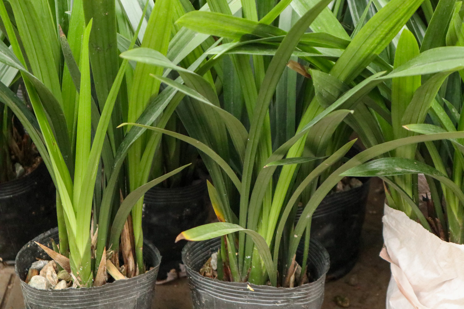 室内养兰花的温度和湿度