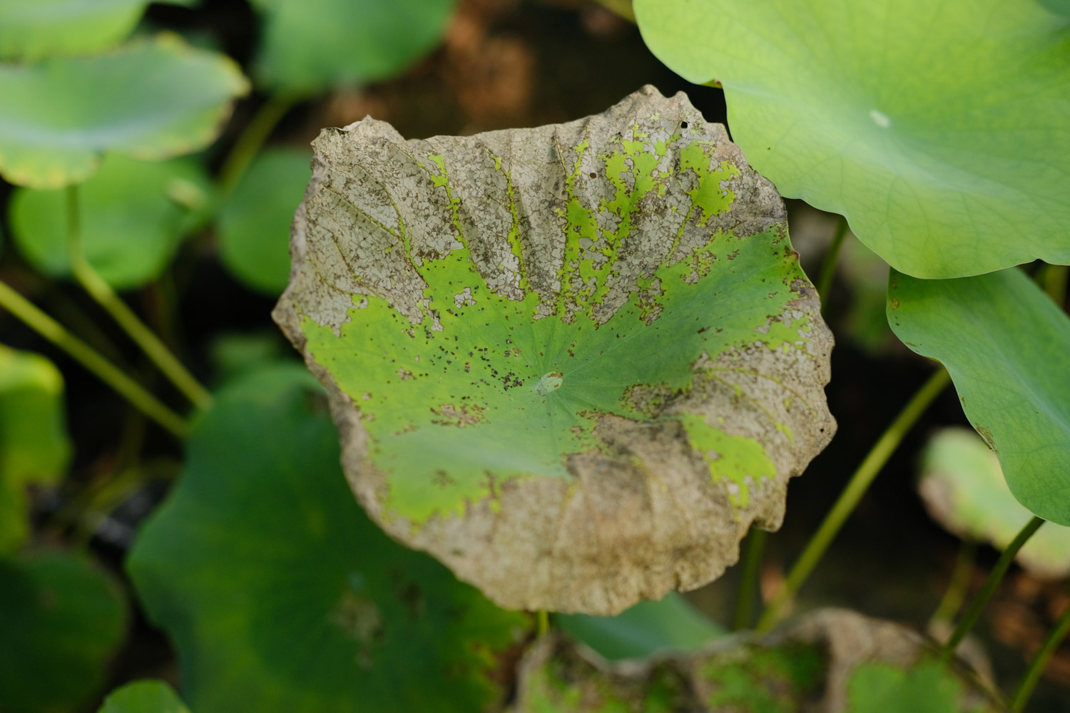 荷花 荷花一年开几次花,花期如何养护