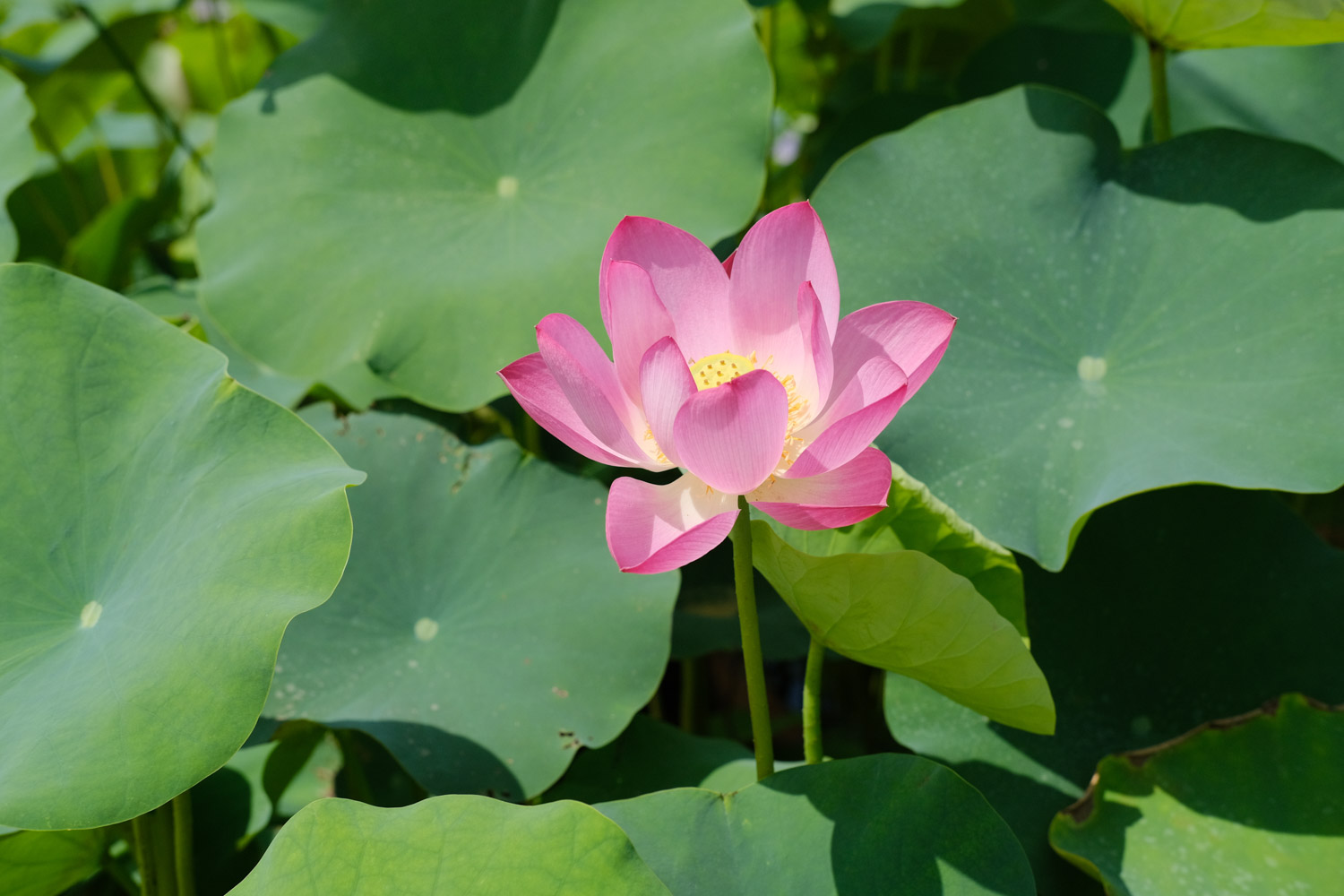 荷花 荷花一年开几次花,花期如何养护