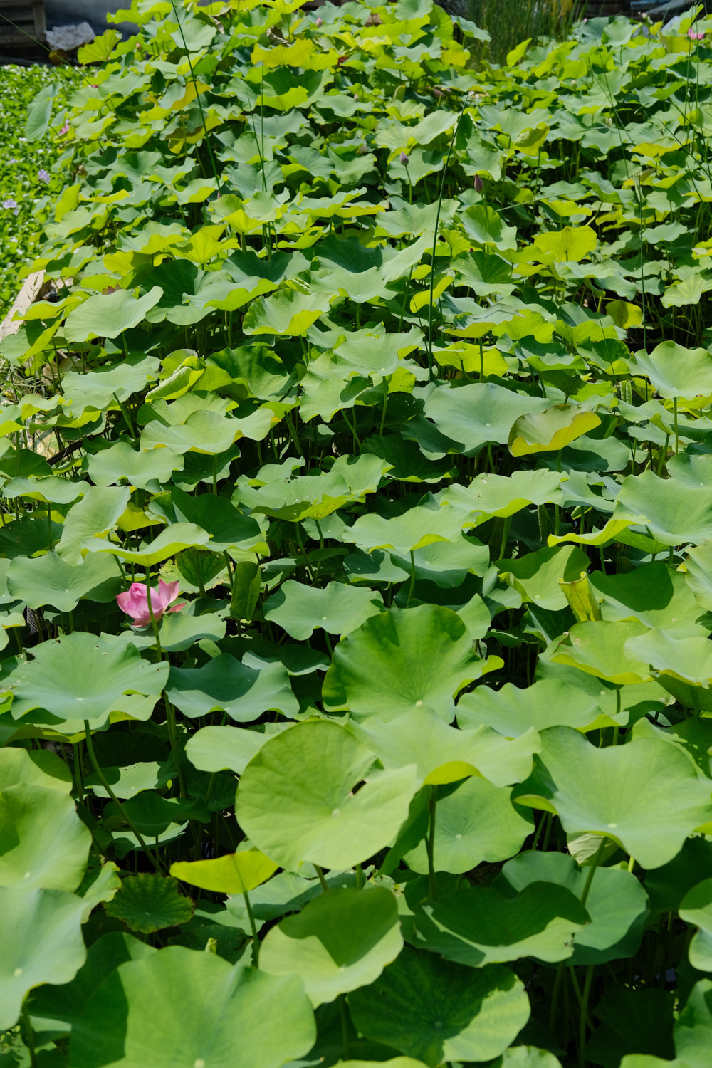 荷花 荷花能淋雨吗,荷花对水的要求