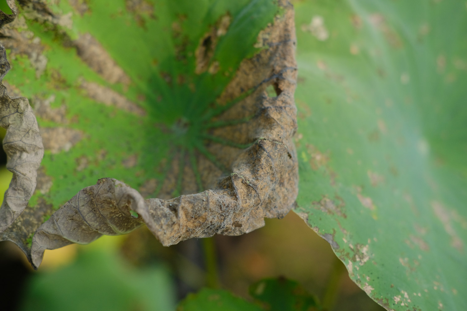 荷花 荷花何时开花,不开花如何办