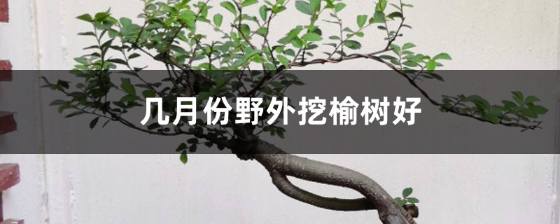几月份野外挖榆树好，野外挖的榆树如何栽