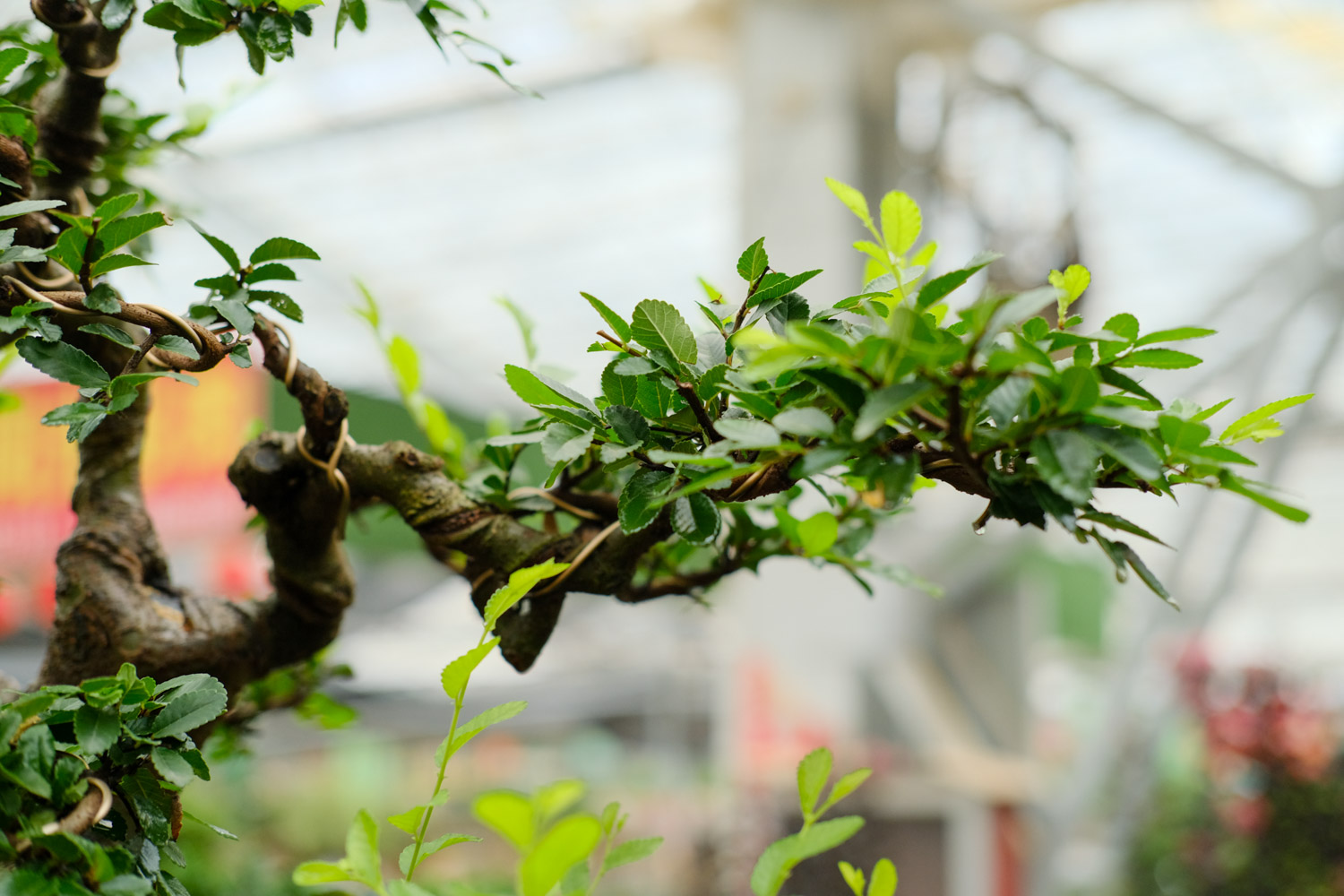 几月份野外挖榆树好，野外挖的榆树如何栽