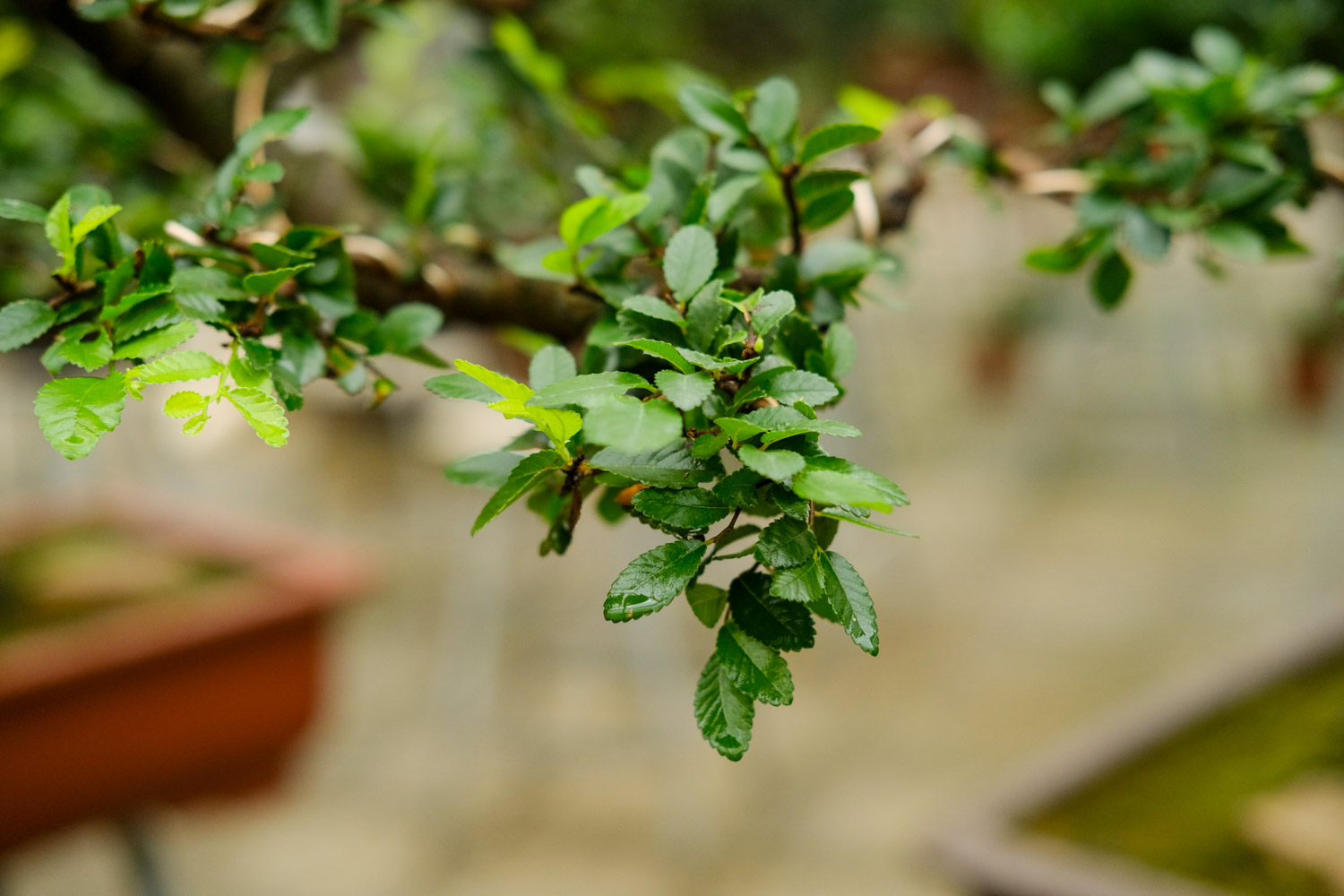 几月份野外挖榆树好，野外挖的榆树如何栽