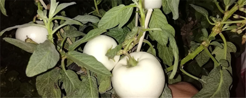 人参果为何叫人参果，功效与作用