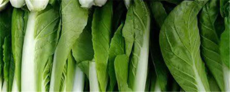 上海青适合几月种植，上海青种植办法