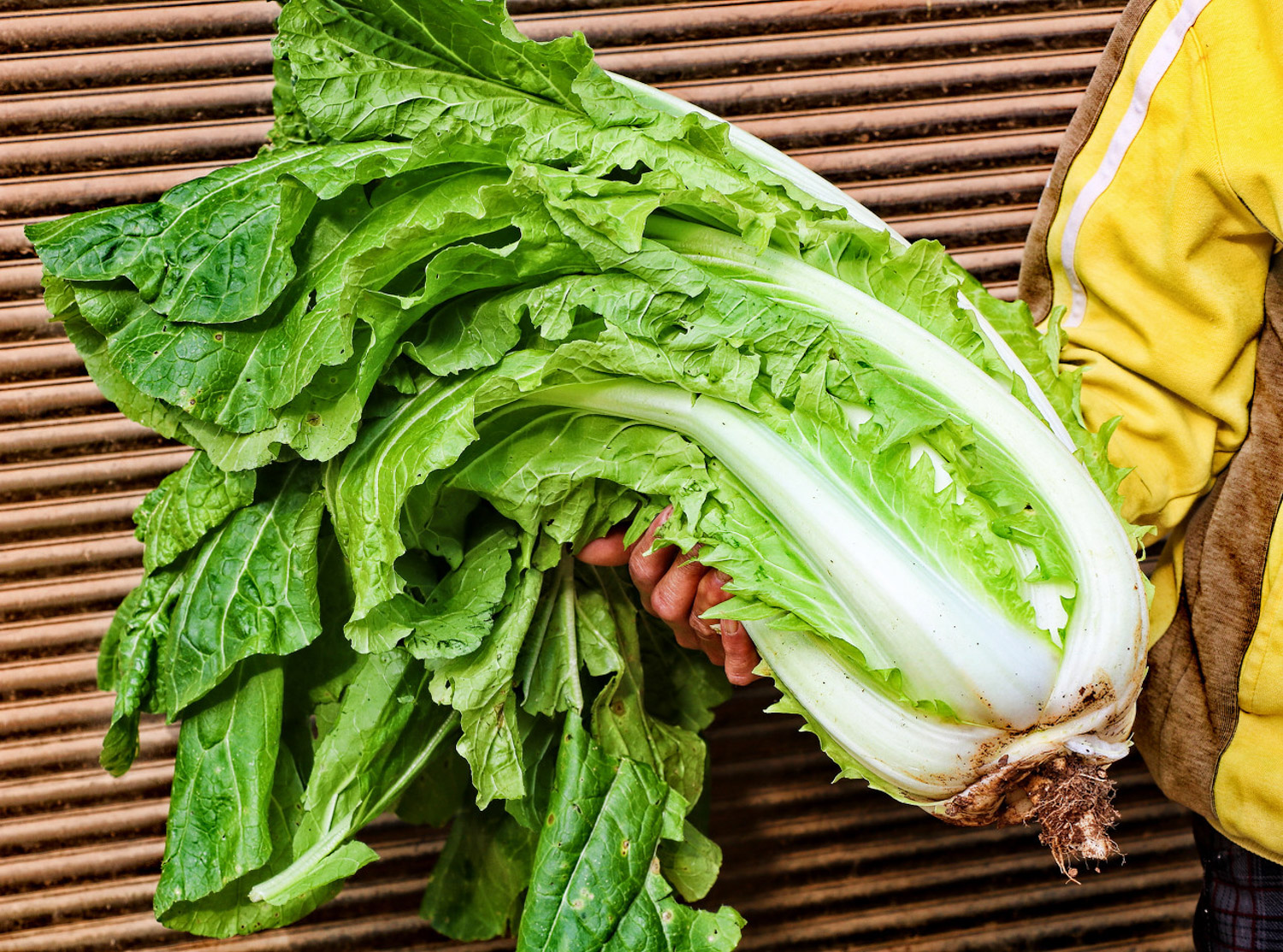 上海青适合几月种植，上海青种植办法