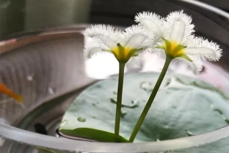 一叶莲多大可以分株，叶片发黄如何办