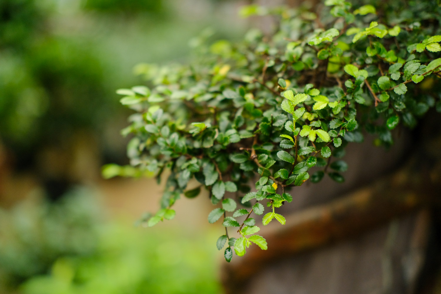 榆树 榆树如何繁殖,可以用种子繁殖吗