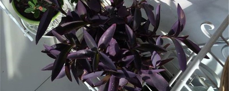 紫鸭趾草的养殖办法和留意事项