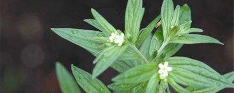 紫草的养殖办法和留意事项