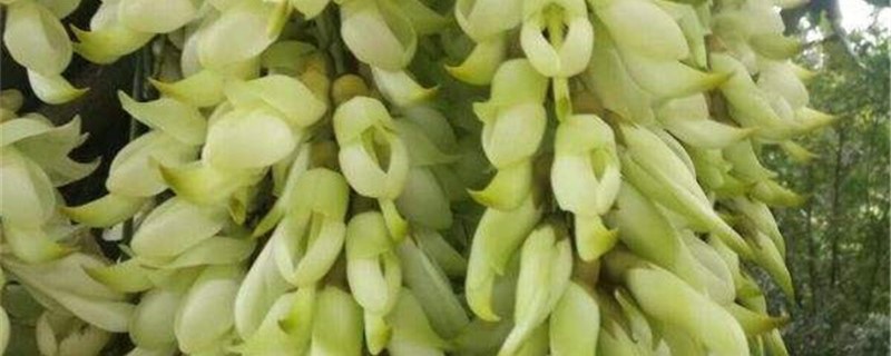 朱雀花的养殖办法和留意事项