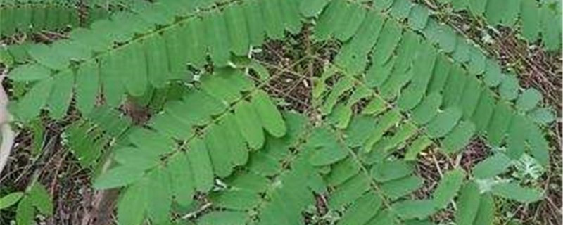 云实的养殖办法和留意事项