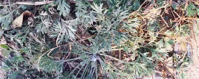 茵陈的养殖办法和留意事项