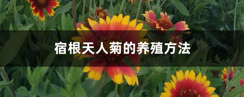 宿根天人菊的养殖办法和留意事项