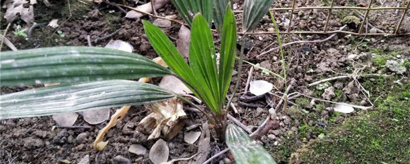 仙茅的养殖办法和留意事项