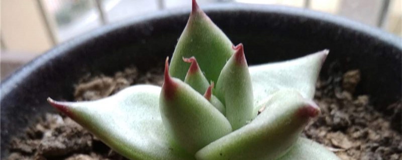 乌木的养殖办法和留意事项