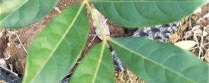 乌榄的养殖办法和留意事项