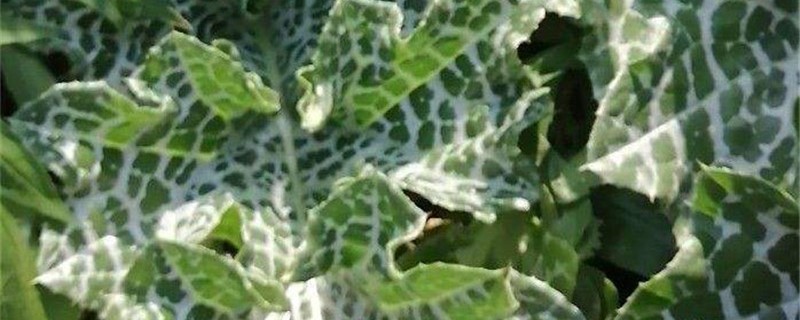 水飞蓟的养殖办法和留意事项