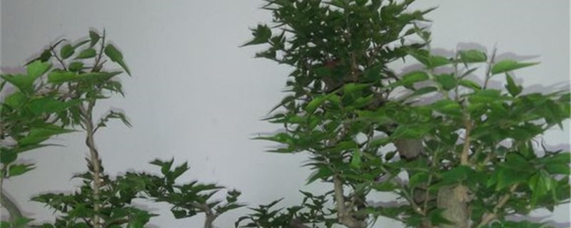 珊瑚朴的养殖办法和留意事项