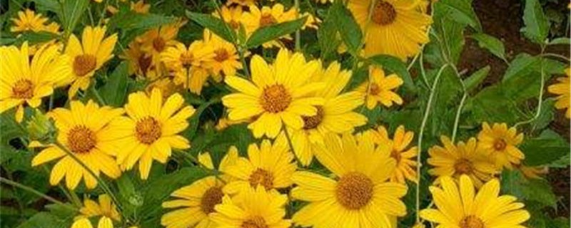 日光菊的养殖办法和留意事项