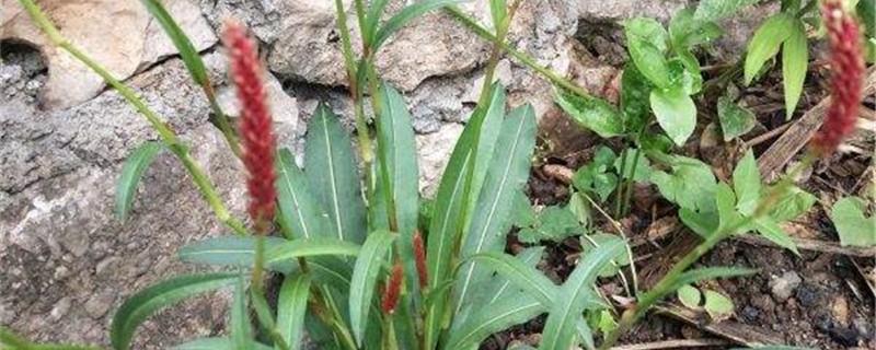 拳参的养殖办法和留意事项