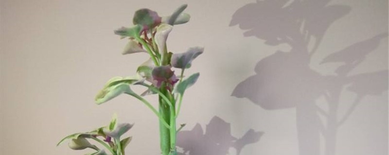 七宝树的养殖办法和留意事项