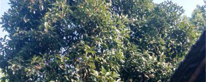 菩提树的养殖办法和留意事项