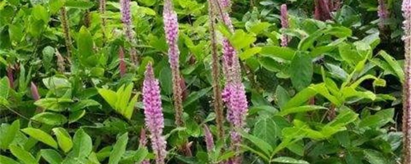 猫尾草的养殖办法和留意事项