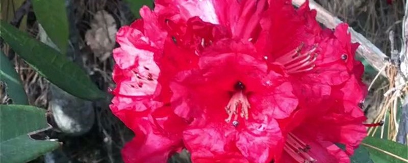 马缨花的养殖办法和留意事项