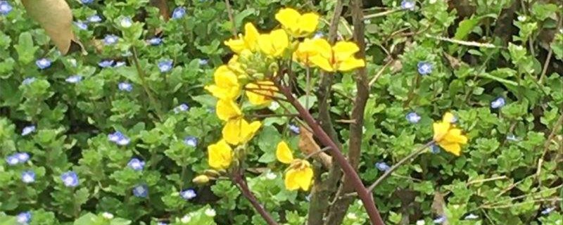 驴蹄草的养殖办法和留意事项