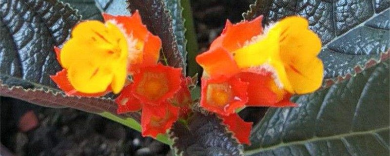 金红花的养殖办法和留意事项