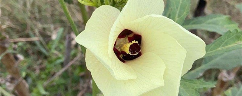 黄葵的养殖办法和留意事项