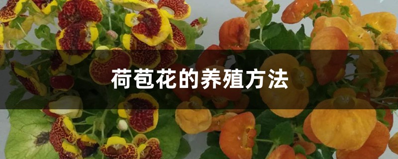 荷苞花的养殖办法和留意事项