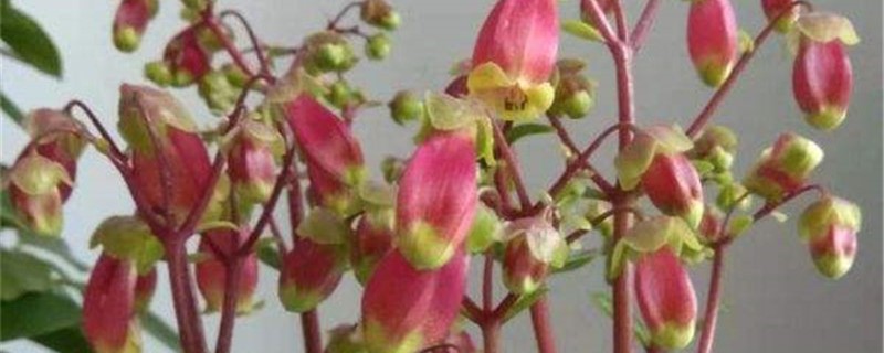 宫灯长寿的养殖办法和留意事项