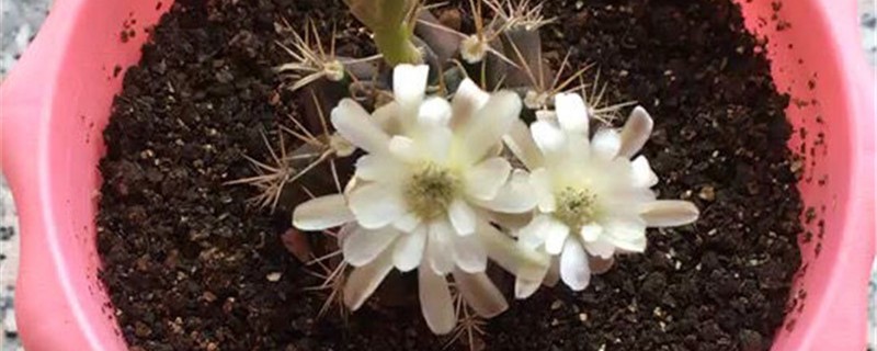 翠晃冠的养殖办法和留意事项