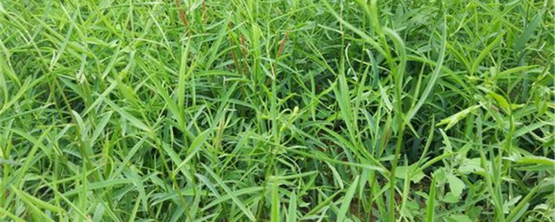 柴胡的养殖办法和留意事项