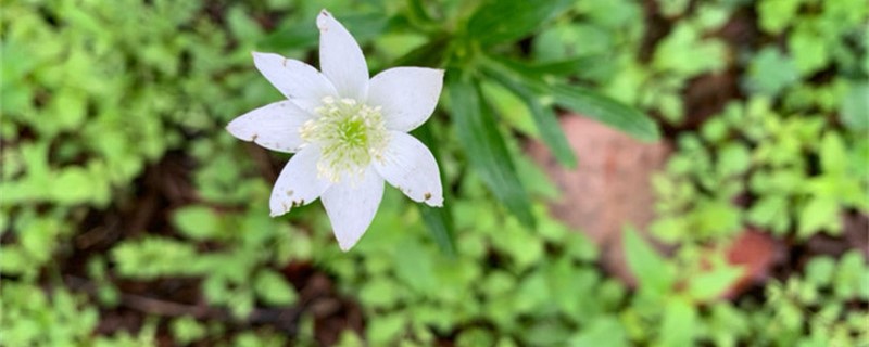 草玉梅的养殖办法和留意事项