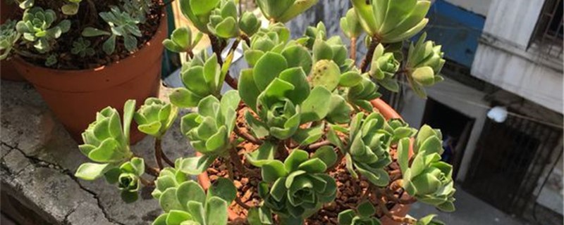 冰绒掌的养殖办法和留意事项