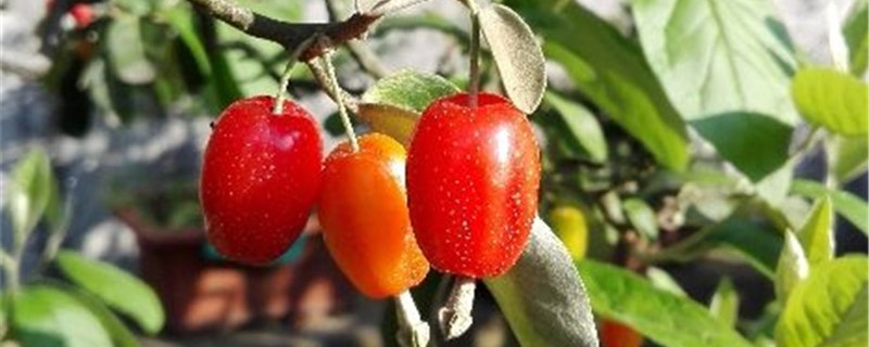 羊奶果的养殖办法和留意事项