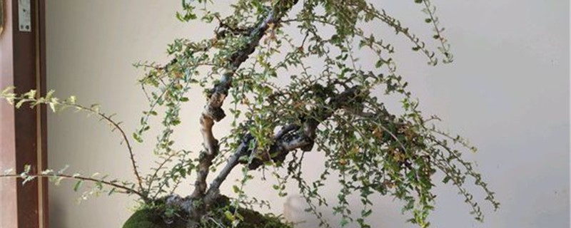 小石积的养殖办法和留意事项