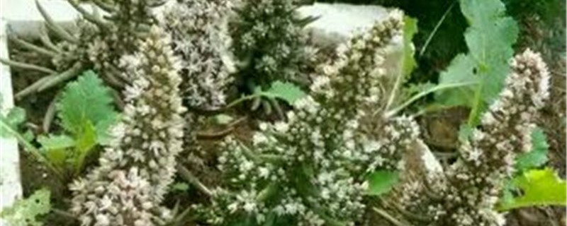 塔花瓦松的养殖办法和留意事项