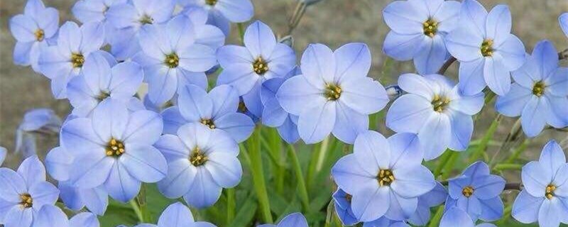 花韭的养殖办法和留意事项